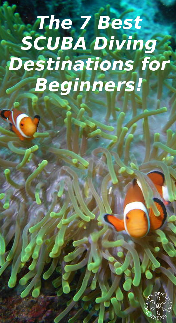 The 7 Best SCUBA Diving Destinations for Beginners! - Dive O'Clock!