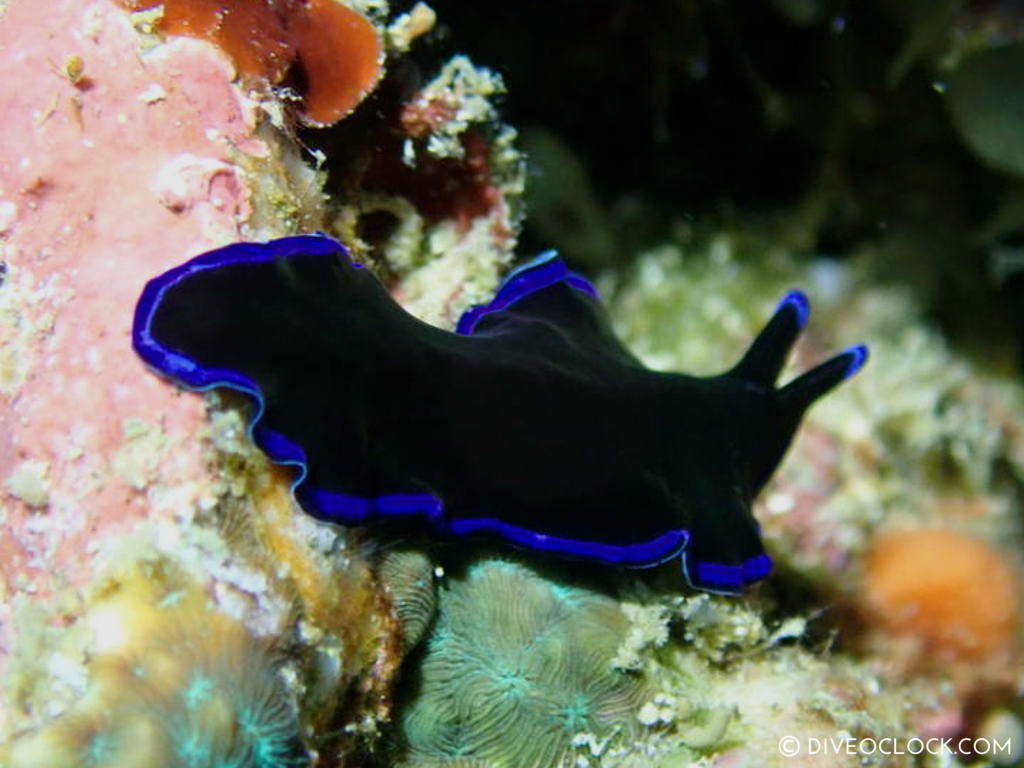 Pseudoceros sapphirinus black blue flatworm_nudibranch_species