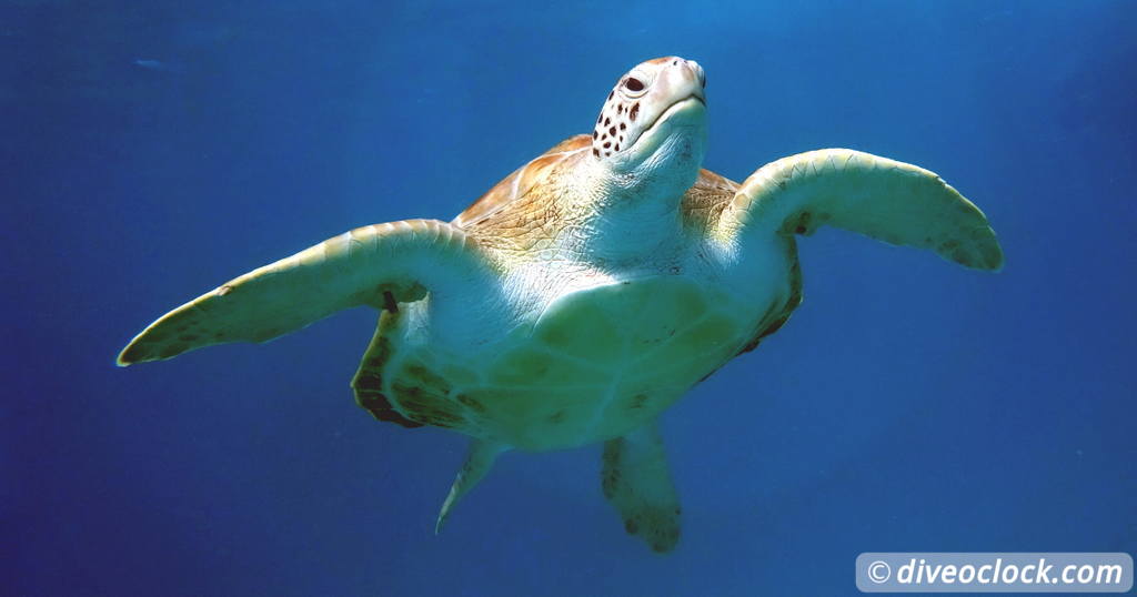 Bridgetown: Carlisle Bay Turtle and Shipwreck Boat Cruise