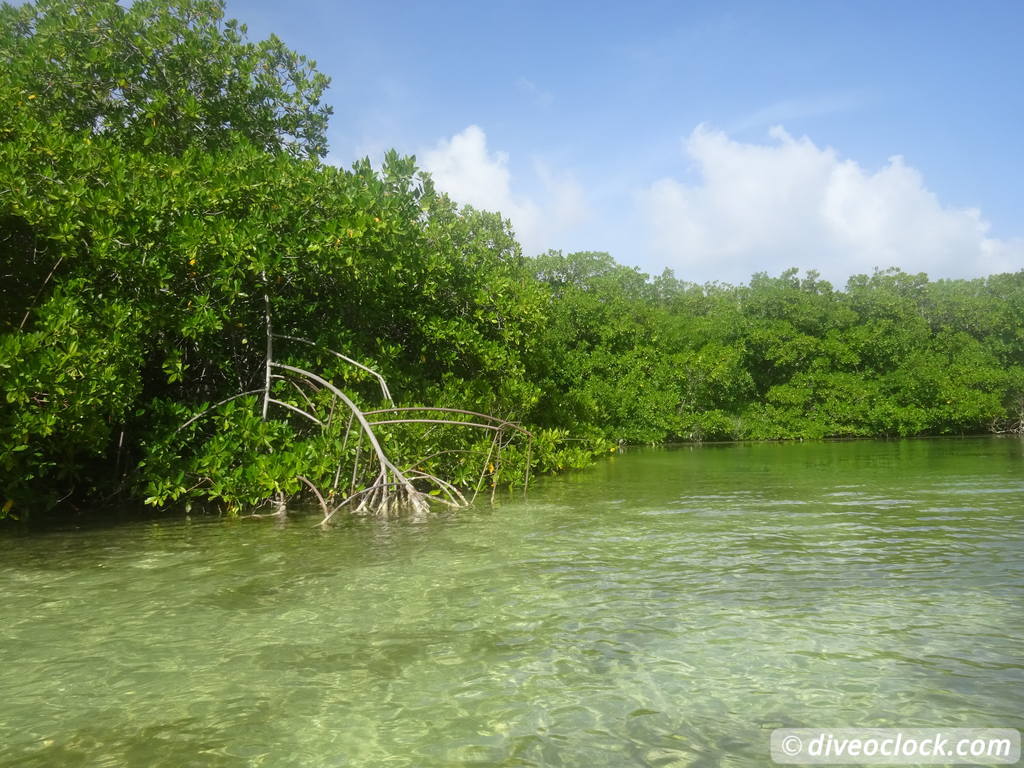 Mangrove Snorkeling On Bonaire A Truly Unique Experience Dive O Clock