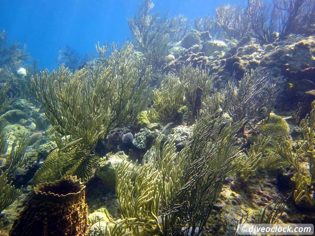 Soufriere Scotts Head Marine Reserve - The Best Dive Spot in Dominica ...