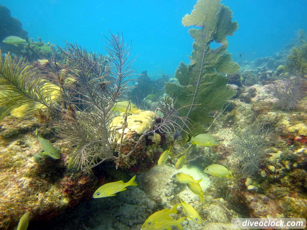 Florida Keys - Selecting The Best Dive Area (USA) - Dive O'Clock!